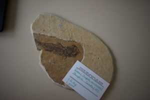 Photo d'un fossile de poisson