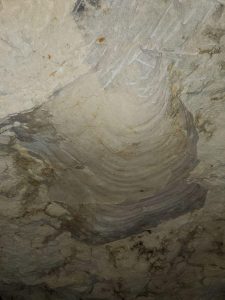 Bimorphoceramus Langeais