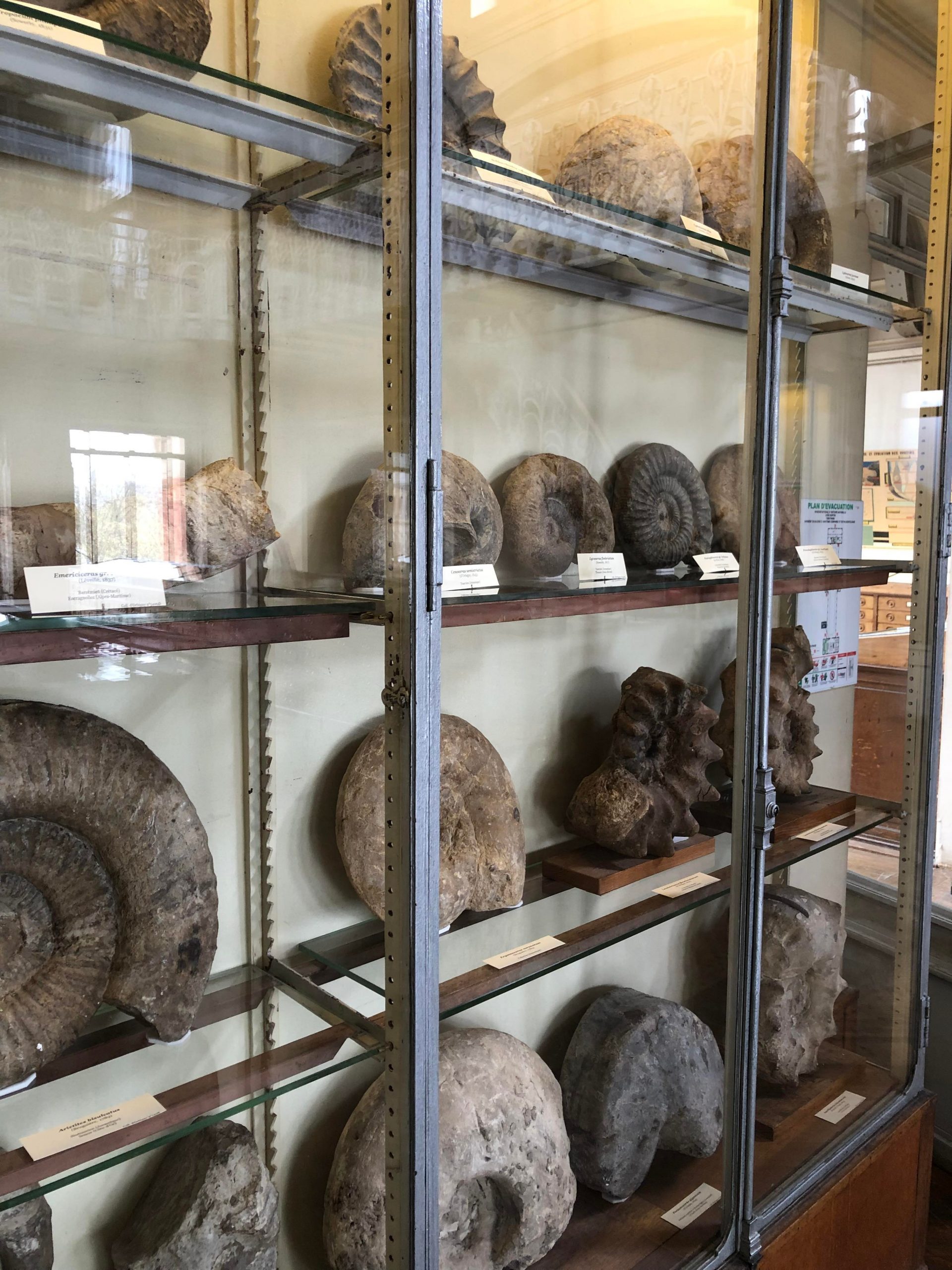 MNHN Blois, ammonites