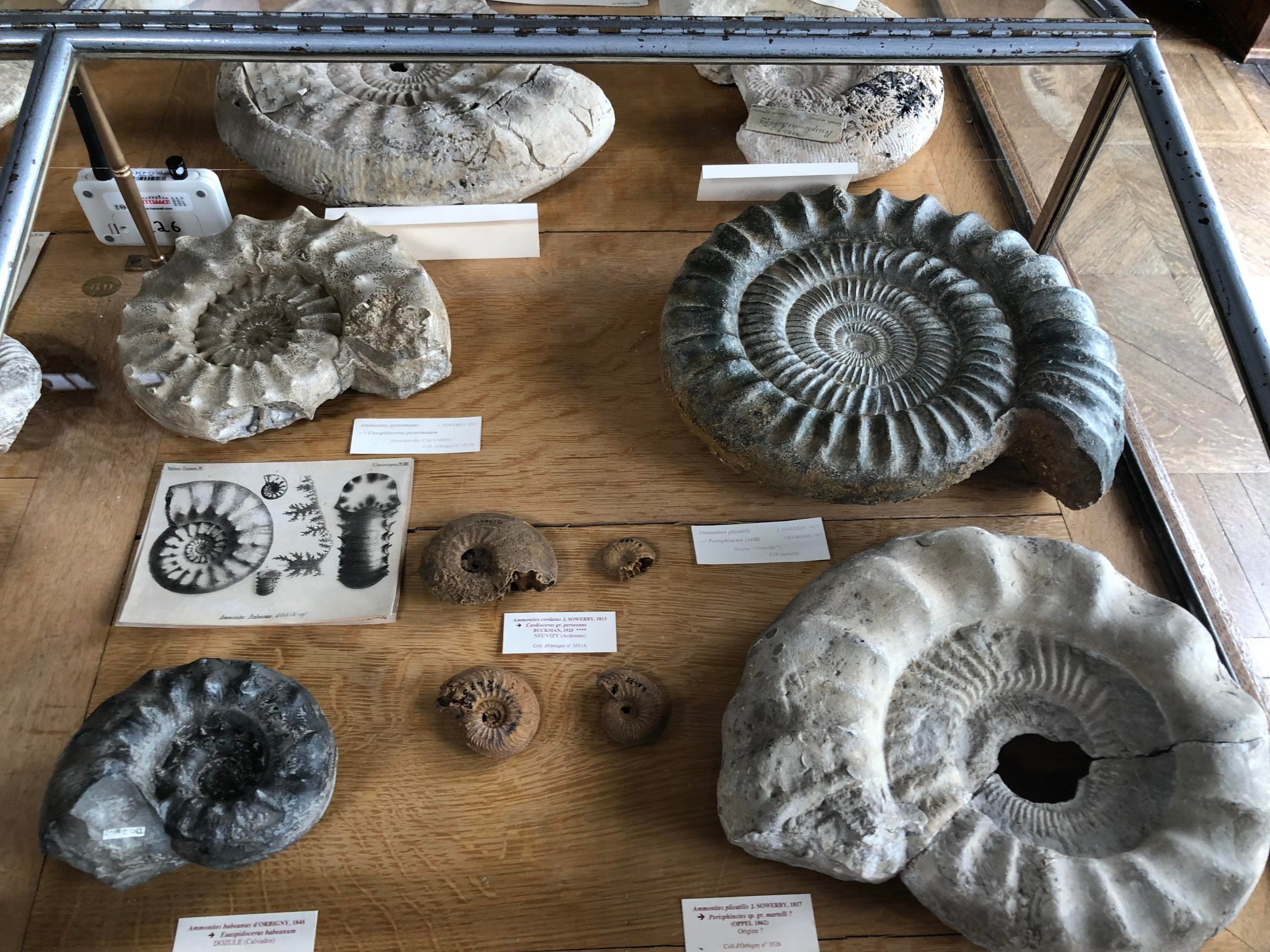 Ammonites du MNHN Paris - avril 2022