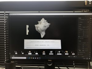 Retouches photo de Murex turonensis