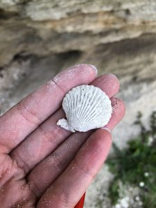 Bivalve à la carrière musée de Channay-sur-Lathan