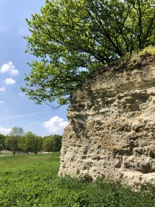 Formation Faluns de Touraine à Channay-sur-Lathan