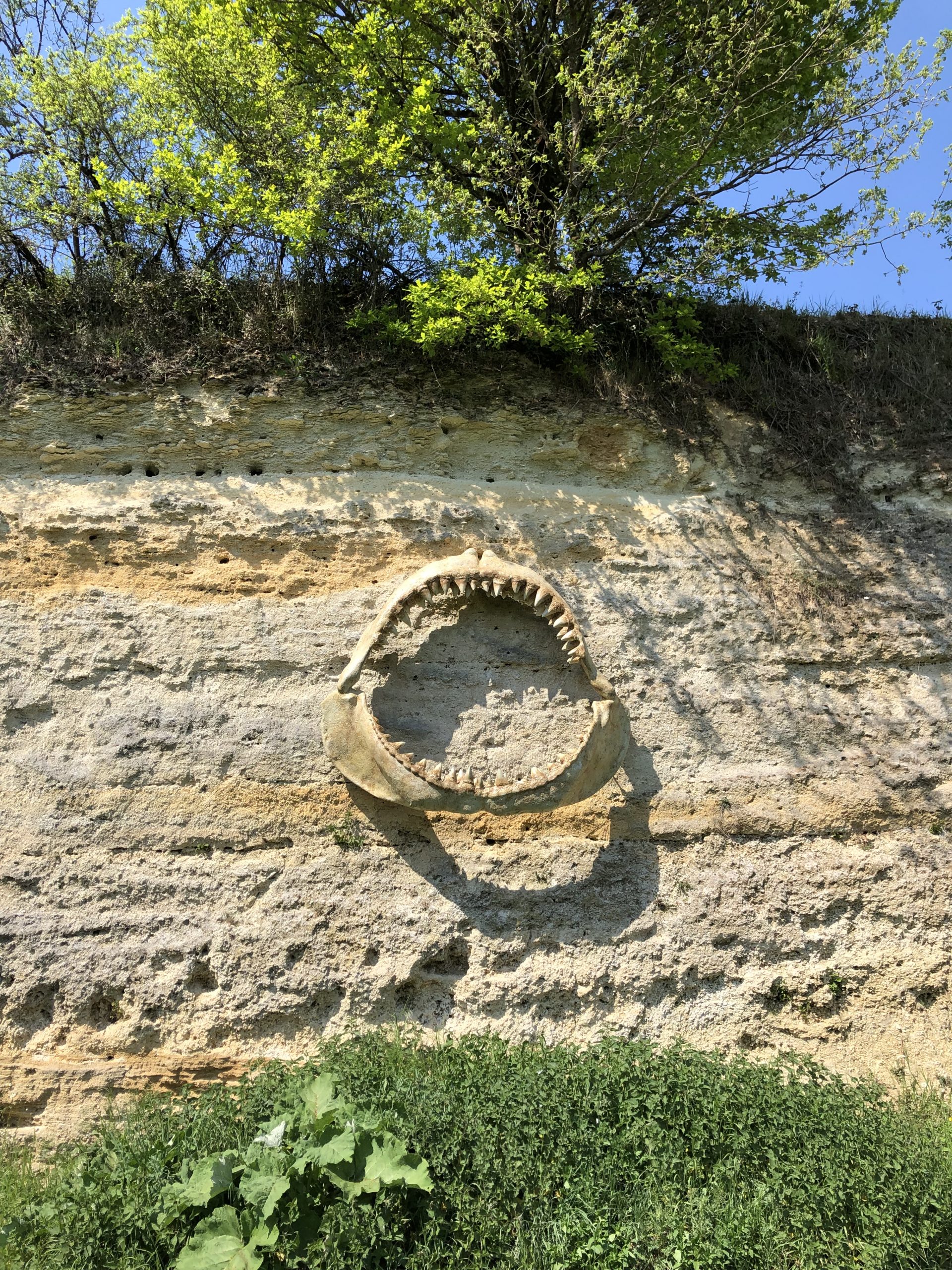 Mâchoire de mégalodon à la carrière musée de Channay-sur-Lathan