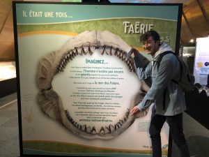 Exposition sur la mer des Faluns au MHN de Blois