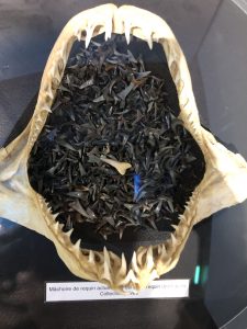 MHN Blois Mâchoire de requin et dents - Mai 2022
