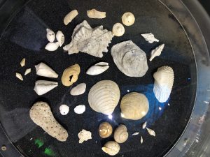 MHN Blois Mollusques - Mai 2022