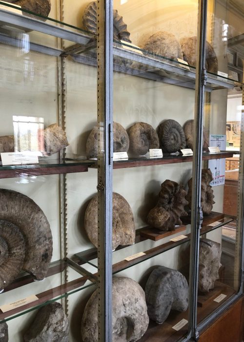MNHN Blois, ammonites