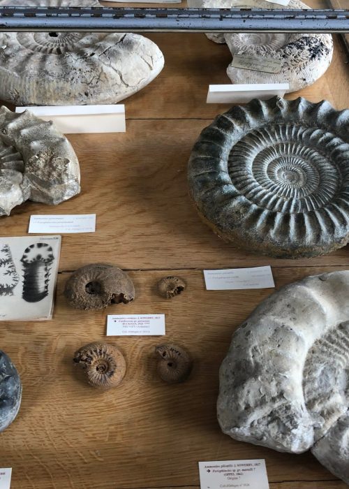 Ammonites du MNHN Paris - avril 2022