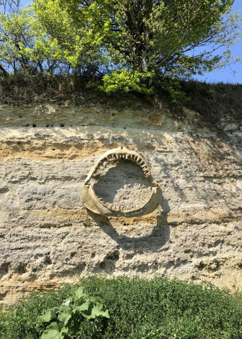 Mâchoire de mégalodon à la carrière musée de Channay-sur-Lathan